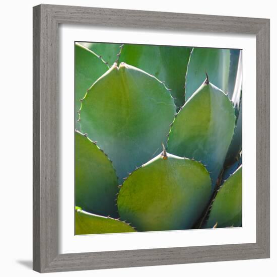 USA, Arizona. Close-up of succulent plant in Phoenix Botanical Gardens-Anna Miller-Framed Photographic Print