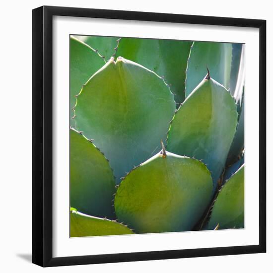 USA, Arizona. Close-up of succulent plant in Phoenix Botanical Gardens-Anna Miller-Framed Photographic Print