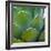 USA, Arizona. Close-up of succulent plant in Phoenix Botanical Gardens-Anna Miller-Framed Photographic Print