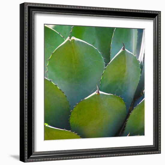 USA, Arizona. Close-up of succulent plant in Phoenix Botanical Gardens-Anna Miller-Framed Photographic Print