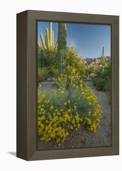 USA, Arizona, Coronado NF. Scenic of Saguaros and Paper Flowers-Cathy & Gordon Illg-Framed Premier Image Canvas