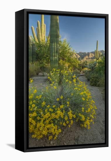 USA, Arizona, Coronado NF. Scenic of Saguaros and Paper Flowers-Cathy & Gordon Illg-Framed Premier Image Canvas