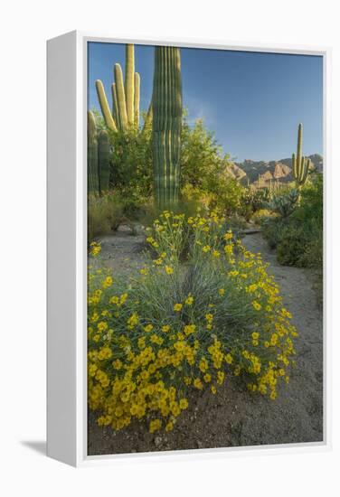 USA, Arizona, Coronado NF. Scenic of Saguaros and Paper Flowers-Cathy & Gordon Illg-Framed Premier Image Canvas