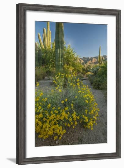 USA, Arizona, Coronado NF. Scenic of Saguaros and Paper Flowers-Cathy & Gordon Illg-Framed Photographic Print