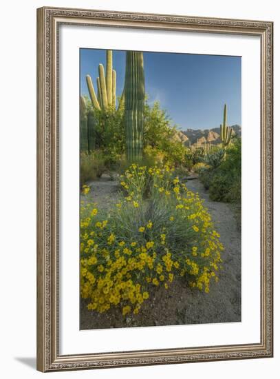 USA, Arizona, Coronado NF. Scenic of Saguaros and Paper Flowers-Cathy & Gordon Illg-Framed Photographic Print