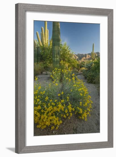 USA, Arizona, Coronado NF. Scenic of Saguaros and Paper Flowers-Cathy & Gordon Illg-Framed Photographic Print