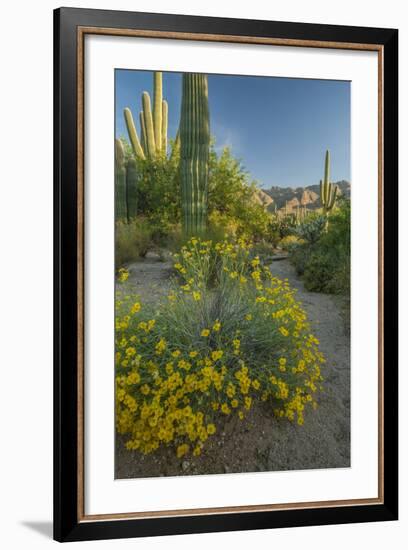 USA, Arizona, Coronado NF. Scenic of Saguaros and Paper Flowers-Cathy & Gordon Illg-Framed Photographic Print