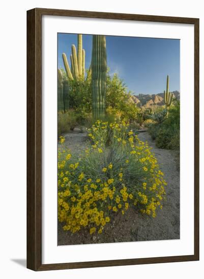 USA, Arizona, Coronado NF. Scenic of Saguaros and Paper Flowers-Cathy & Gordon Illg-Framed Photographic Print