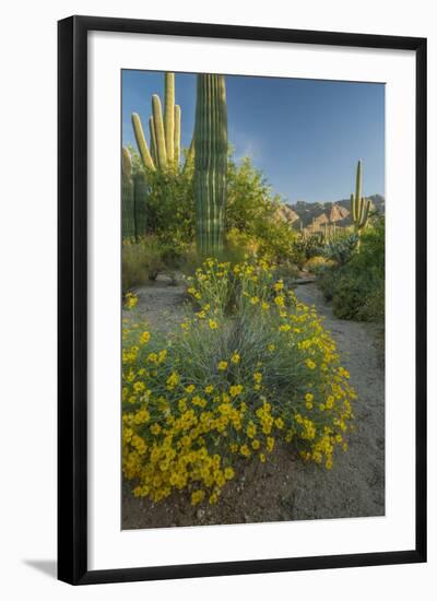 USA, Arizona, Coronado NF. Scenic of Saguaros and Paper Flowers-Cathy & Gordon Illg-Framed Photographic Print