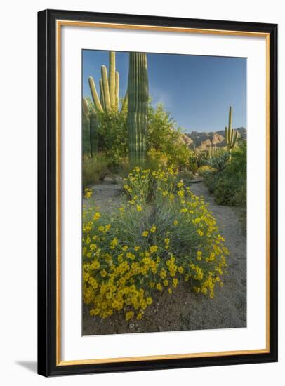 USA, Arizona, Coronado NF. Scenic of Saguaros and Paper Flowers-Cathy & Gordon Illg-Framed Photographic Print