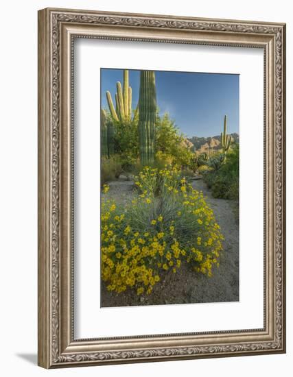 USA, Arizona, Coronado NF. Scenic of Saguaros and Paper Flowers-Cathy & Gordon Illg-Framed Photographic Print