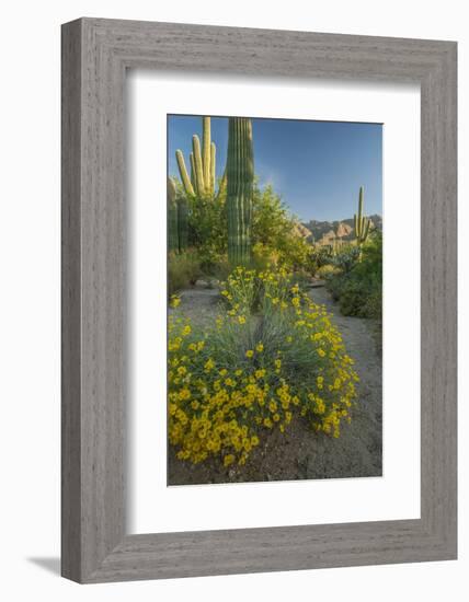 USA, Arizona, Coronado NF. Scenic of Saguaros and Paper Flowers-Cathy & Gordon Illg-Framed Photographic Print