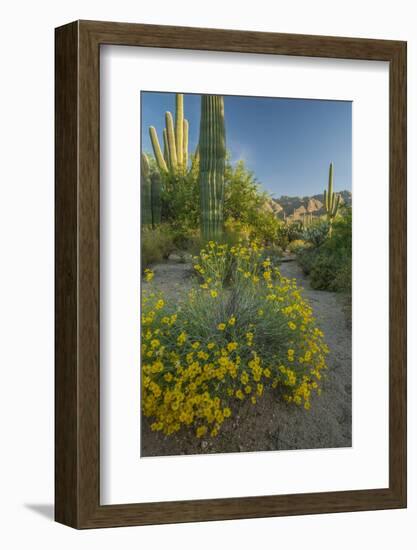 USA, Arizona, Coronado NF. Scenic of Saguaros and Paper Flowers-Cathy & Gordon Illg-Framed Photographic Print