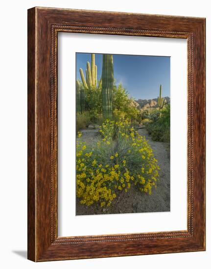 USA, Arizona, Coronado NF. Scenic of Saguaros and Paper Flowers-Cathy & Gordon Illg-Framed Photographic Print