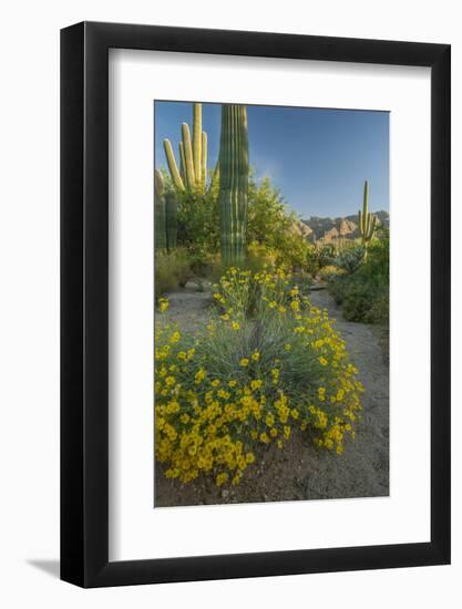 USA, Arizona, Coronado NF. Scenic of Saguaros and Paper Flowers-Cathy & Gordon Illg-Framed Photographic Print
