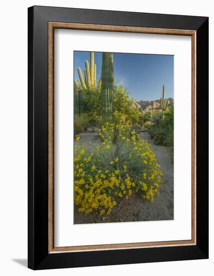 USA, Arizona, Coronado NF. Scenic of Saguaros and Paper Flowers-Cathy & Gordon Illg-Framed Photographic Print