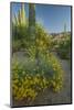 USA, Arizona, Coronado NF. Scenic of Saguaros and Paper Flowers-Cathy & Gordon Illg-Mounted Photographic Print