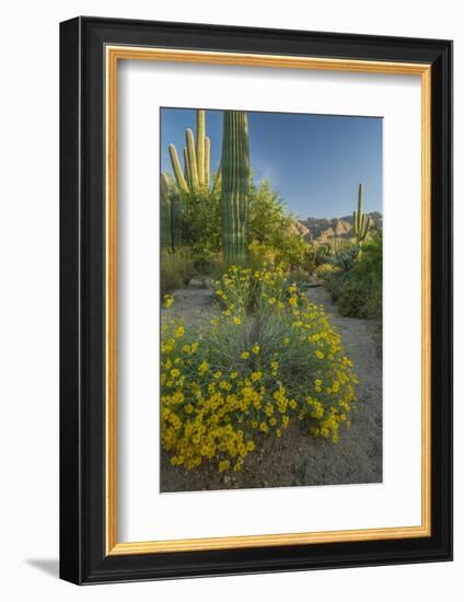 USA, Arizona, Coronado NF. Scenic of Saguaros and Paper Flowers-Cathy & Gordon Illg-Framed Photographic Print