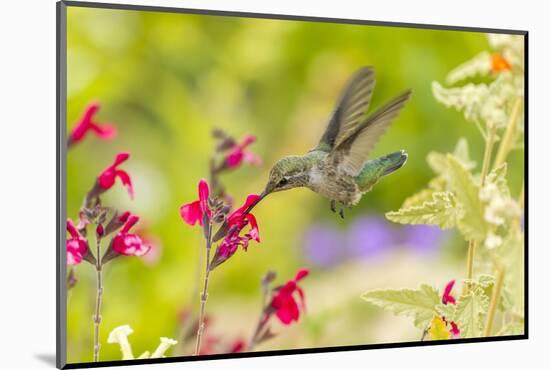 USA, Arizona, Desert Botanic Garden. Feeding hummingbird.-Jaynes Gallery-Mounted Photographic Print