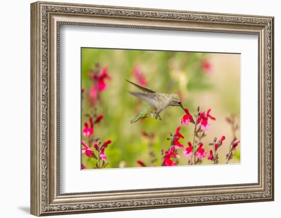 USA, Arizona, Desert Botanic Garden. Feeding hummingbird.-Jaynes Gallery-Framed Photographic Print