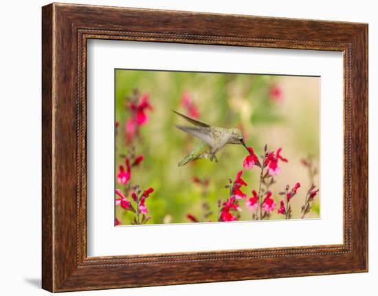 USA, Arizona, Desert Botanic Garden. Feeding hummingbird.-Jaynes Gallery-Framed Photographic Print