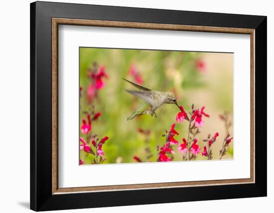 USA, Arizona, Desert Botanic Garden. Feeding hummingbird.-Jaynes Gallery-Framed Photographic Print