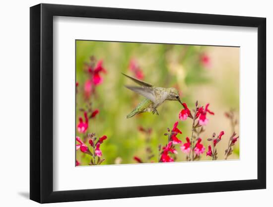 USA, Arizona, Desert Botanic Garden. Feeding hummingbird.-Jaynes Gallery-Framed Photographic Print