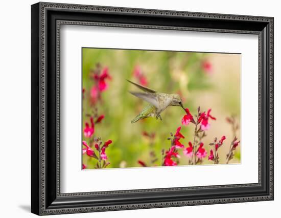 USA, Arizona, Desert Botanic Garden. Feeding hummingbird.-Jaynes Gallery-Framed Photographic Print