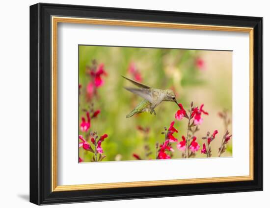 USA, Arizona, Desert Botanic Garden. Feeding hummingbird.-Jaynes Gallery-Framed Photographic Print