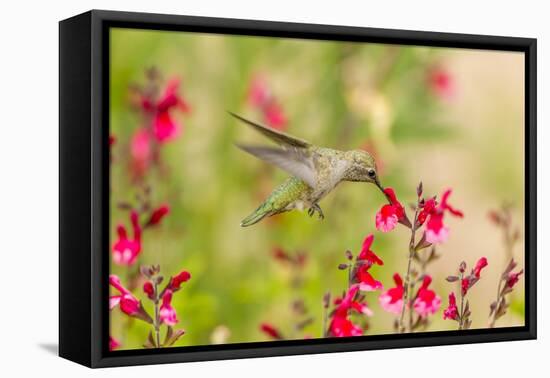 USA, Arizona, Desert Botanic Garden. Feeding hummingbird.-Jaynes Gallery-Framed Premier Image Canvas