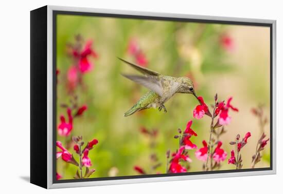 USA, Arizona, Desert Botanic Garden. Feeding hummingbird.-Jaynes Gallery-Framed Premier Image Canvas