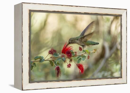 USA, Arizona, Desert Botanic Garden. Hummingbird feeding on bottlebrush flower.-Jaynes Gallery-Framed Premier Image Canvas