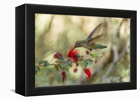 USA, Arizona, Desert Botanic Garden. Hummingbird feeding on bottlebrush flower.-Jaynes Gallery-Framed Premier Image Canvas