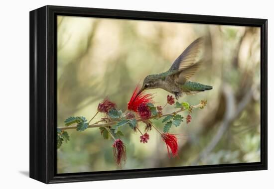 USA, Arizona, Desert Botanic Garden. Hummingbird feeding on bottlebrush flower.-Jaynes Gallery-Framed Premier Image Canvas