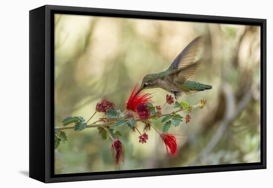 USA, Arizona, Desert Botanic Garden. Hummingbird feeding on bottlebrush flower.-Jaynes Gallery-Framed Premier Image Canvas