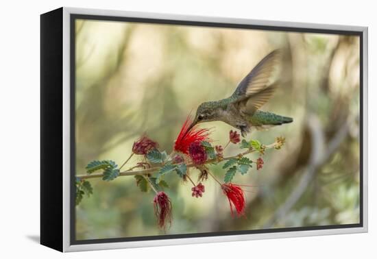 USA, Arizona, Desert Botanic Garden. Hummingbird feeding on bottlebrush flower.-Jaynes Gallery-Framed Premier Image Canvas