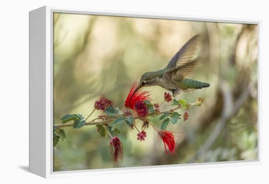 USA, Arizona, Desert Botanic Garden. Hummingbird feeding on bottlebrush flower.-Jaynes Gallery-Framed Premier Image Canvas