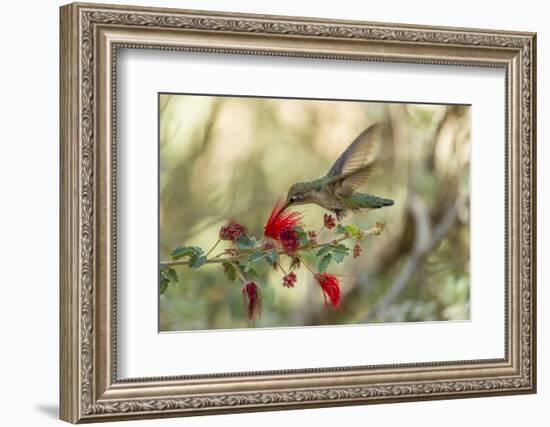 USA, Arizona, Desert Botanic Garden. Hummingbird feeding on bottlebrush flower.-Jaynes Gallery-Framed Photographic Print