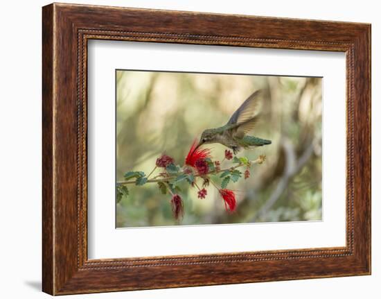 USA, Arizona, Desert Botanic Garden. Hummingbird feeding on bottlebrush flower.-Jaynes Gallery-Framed Photographic Print