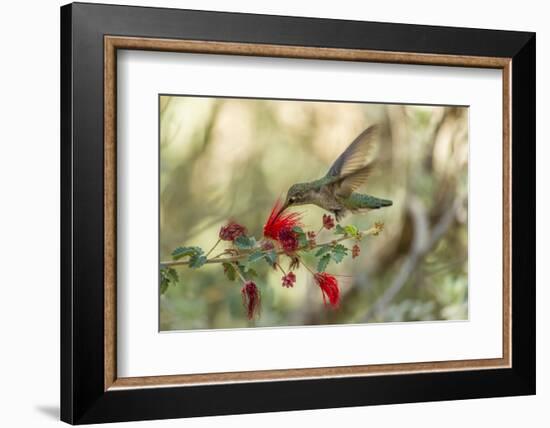 USA, Arizona, Desert Botanic Garden. Hummingbird feeding on bottlebrush flower.-Jaynes Gallery-Framed Photographic Print