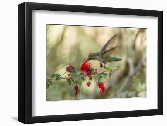 USA, Arizona, Desert Botanic Garden. Hummingbird feeding on bottlebrush flower.-Jaynes Gallery-Framed Photographic Print