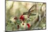 USA, Arizona, Desert Botanic Garden. Hummingbird feeding on bottlebrush flower.-Jaynes Gallery-Mounted Photographic Print