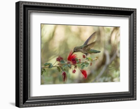 USA, Arizona, Desert Botanic Garden. Hummingbird feeding on bottlebrush flower.-Jaynes Gallery-Framed Photographic Print