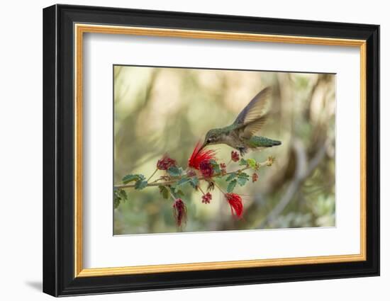 USA, Arizona, Desert Botanic Garden. Hummingbird feeding on bottlebrush flower.-Jaynes Gallery-Framed Photographic Print