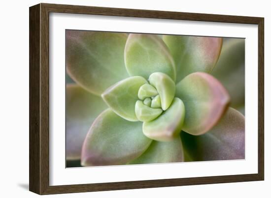 USA, Arizona. Detail of succulent plant.-Jaynes Gallery-Framed Photographic Print