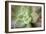 USA, Arizona. Detail of succulent plant.-Jaynes Gallery-Framed Photographic Print