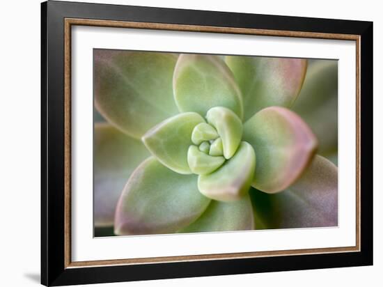 USA, Arizona. Detail of succulent plant.-Jaynes Gallery-Framed Photographic Print