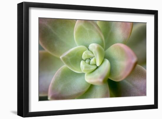 USA, Arizona. Detail of succulent plant.-Jaynes Gallery-Framed Photographic Print