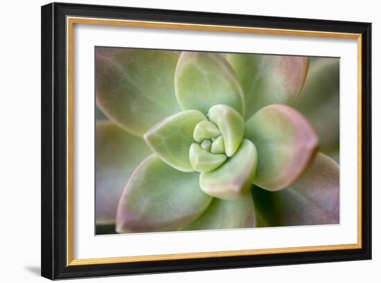 USA, Arizona. Detail of succulent plant.-Jaynes Gallery-Framed Photographic Print