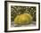 USA, Arizona, Golden Barrel Cactus-Jamie & Judy Wild-Framed Photographic Print